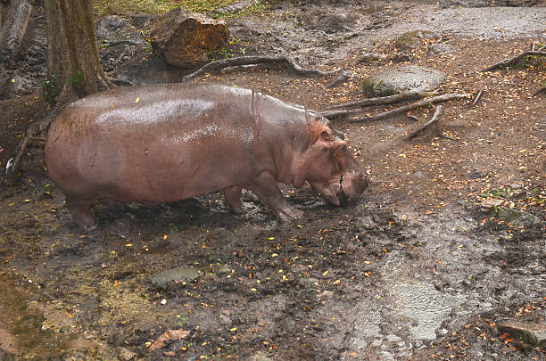 hipopotam - hippopotamus amphibian sleeping hippo sleeping zdjęcia i obrazy z banku zdjęć