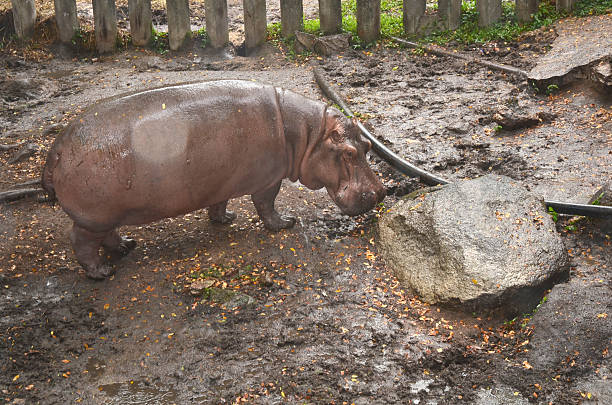 hipopótamo - hippopotamus amphibian sleeping hippo sleeping imagens e fotografias de stock