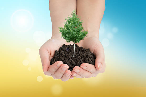 istock Arms holding green tree with mould, front view 494991456
