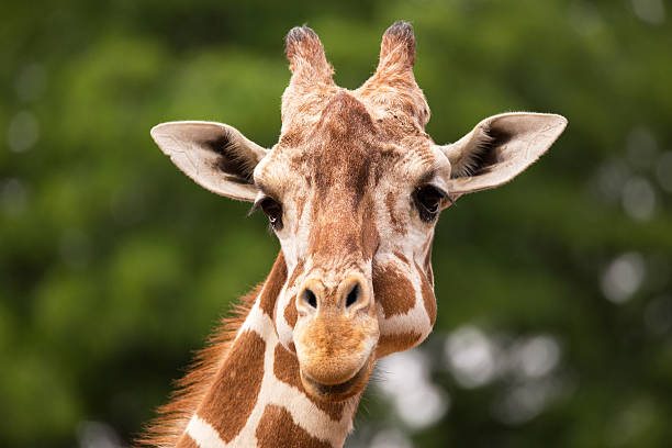 istock Portrait of Giraffe 494992170