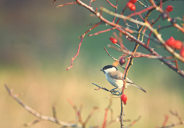 istock Marsh tit [Parus palustris] in winter 494993202