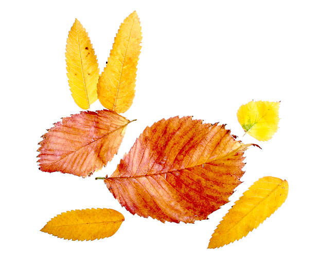 istock Funny rabbit figure made of autumn leaves (on white) 494993244