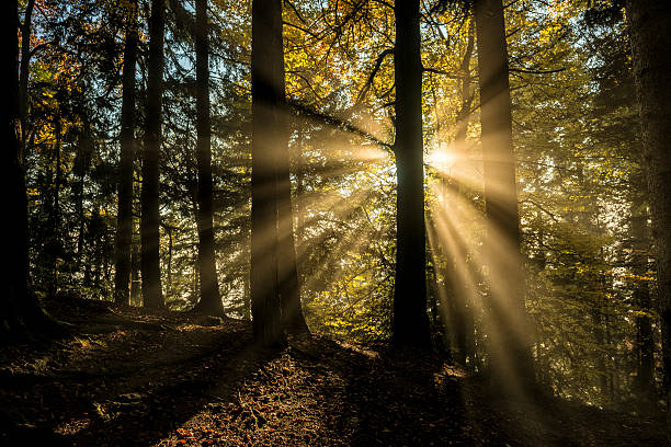 istock light beams through the trees in the wood 494993508