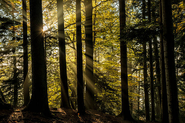 istock light beams through the trees in the wood 494993594