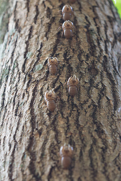 istock Cocoon Of Brazilian Cicada 494993854