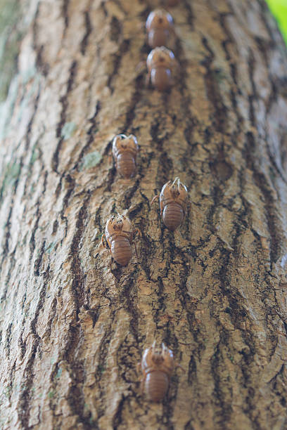 istock Cocoon Of Brazilian Cicada 494993868