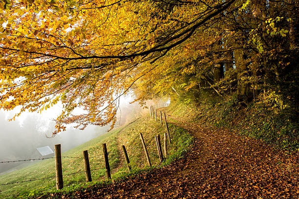 A path with a fence beside at the edge of a forest. It is autumn and many leaves are on the ground. In the background is some fog above the meadow. No persons are in the image.