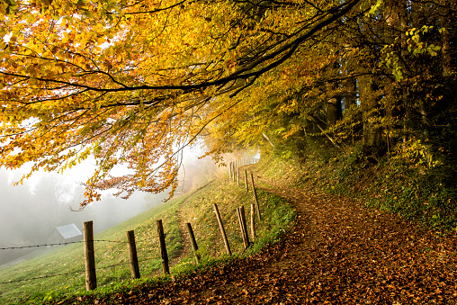 A path with a fence beside at the edge of a forest. It is autumn and many leaves are on the ground. In the background is some fog above the meadow. No persons are in the image.