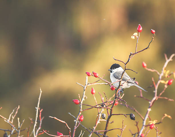 istock Marsh tit [Parus palustris] in winter 494994018