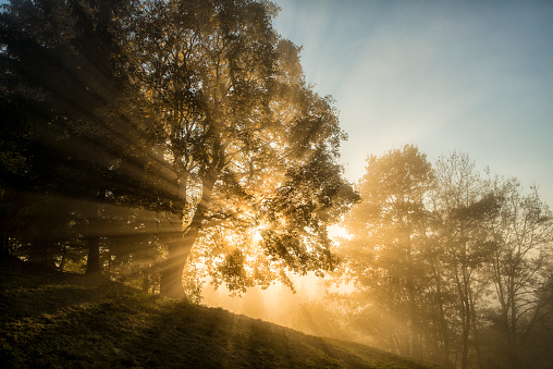 Sunbeams shining through a mixed forest in autumn at evening. Because of a bit fog they are visible.