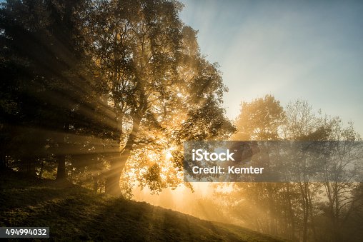 istock light beams through the trees in the wood 494994032