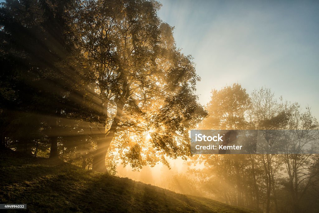 light beams through the trees in the wood Sunbeams shining through a mixed forest in autumn at evening. Because of a bit fog they are visible. Tree Stock Photo