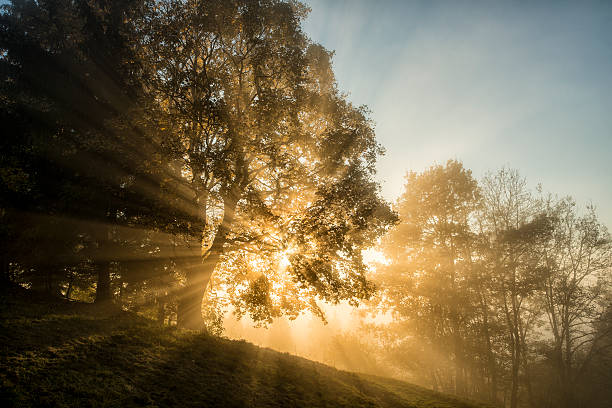 light beams through the trees in the wood Sunbeams shining through a mixed forest in autumn at evening. Because of a bit fog they are visible. sky forest root tree stock pictures, royalty-free photos & images