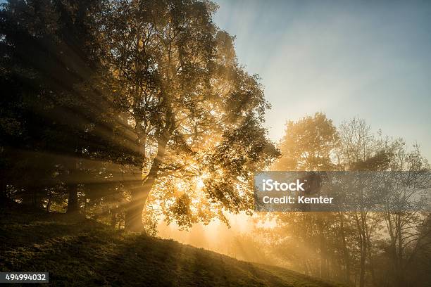 Light Beams Through The Trees In The Wood Stock Photo - Download Image Now - Tree, Sunlight, Sun
