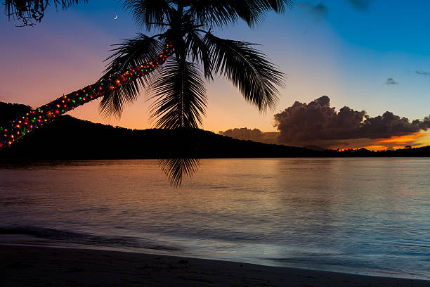 palm tree deocrated con luci di natale a strapiombo una spiaggia caraibica - christmas palm tree island christmas lights foto e immagini stock