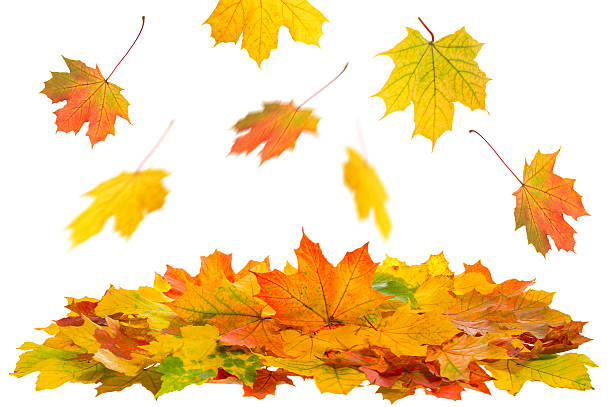 istock Red and yellow maple leaves isolated on white 494995248