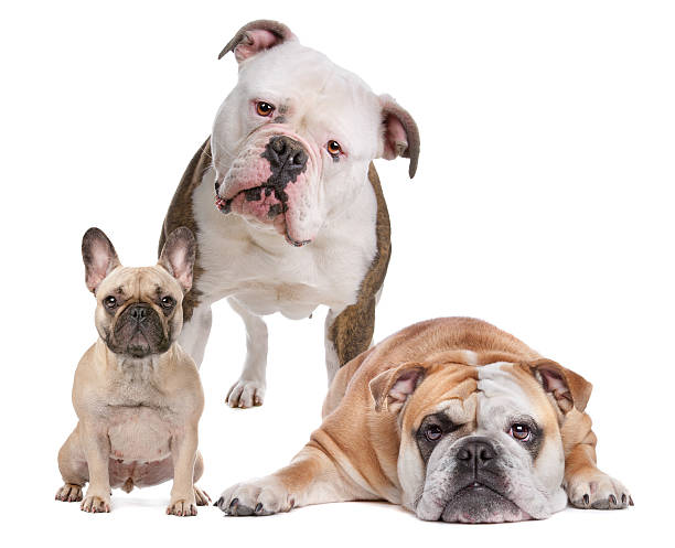 istock The Bulldog Family 494995656