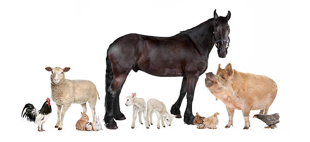 istock group of farm animals 494995744