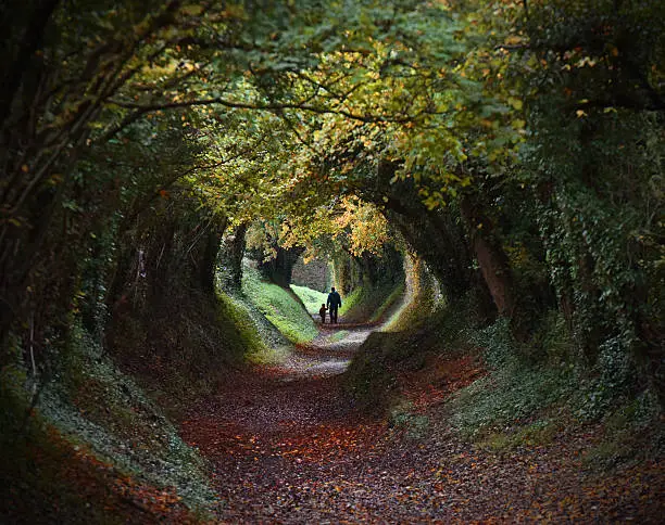 Photo of Tunnel hedge pathway