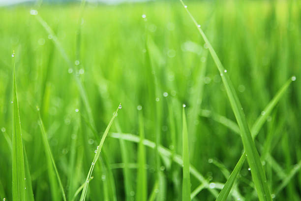 istock bokeh of green rice 494998996