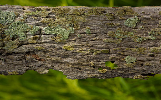 istock Old wood textured bleached by the sun with lichens growing 494999026