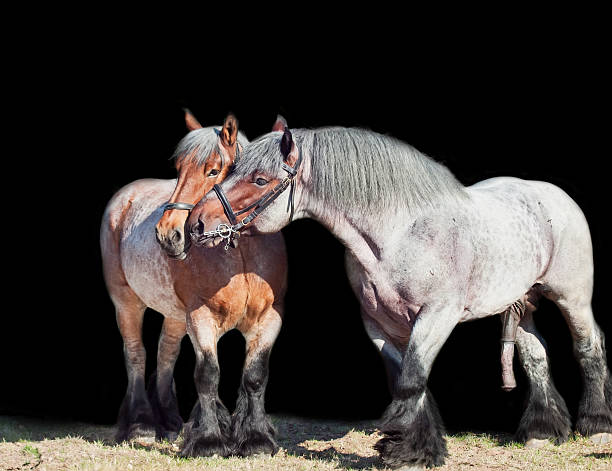 mare y stallion de brabant breed aislado en negro. - draft horse fotografías e imágenes de stock