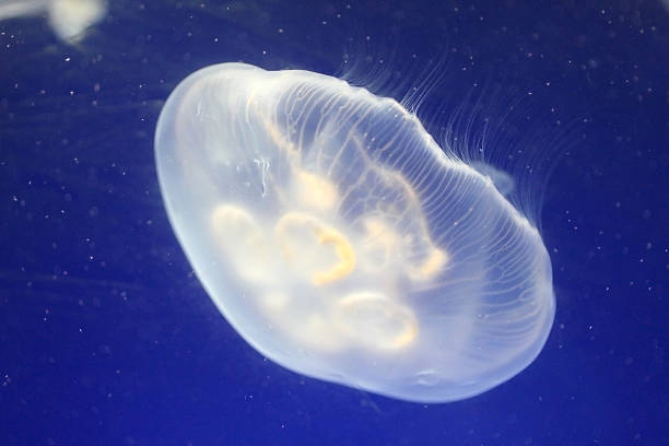 istock Jellyfish in blue ocean 495004419
