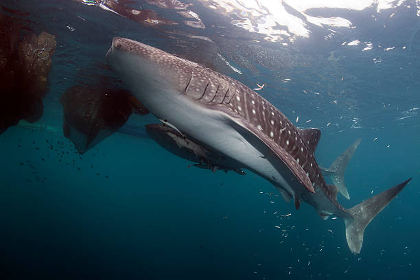 istock Whale Shark portrait underwater in Papua 495004449