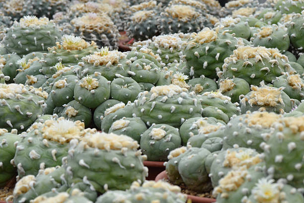 Field of lophophora cactus in cultivation Field of lophophora cactus in cultivation peyote cactus stock pictures, royalty-free photos & images