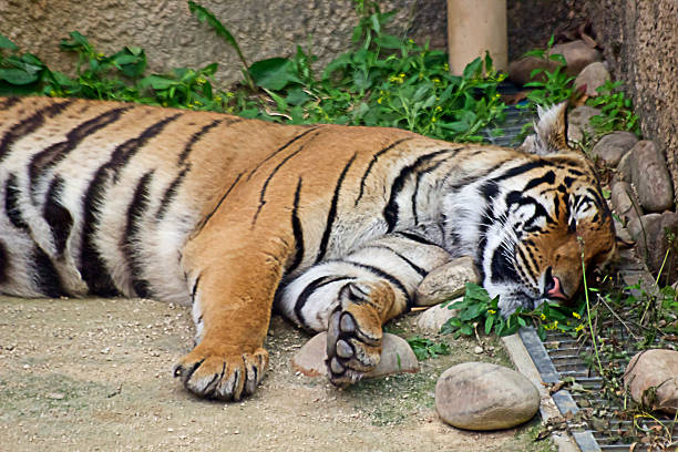 Tiger in Sleeping Tiger in Sleeping seoul zoo stock pictures, royalty-free photos & images