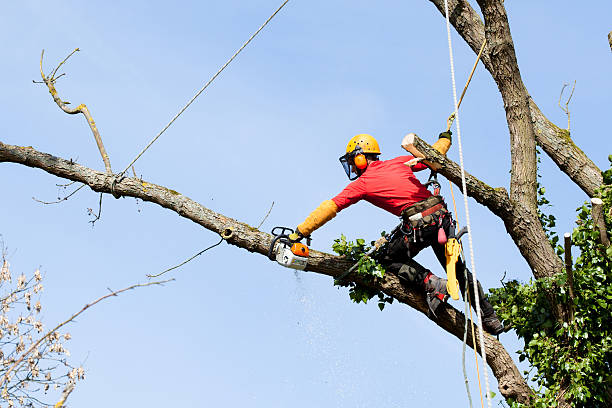 un arborist couper un arbre avec une scie - snipping photos et images de collection