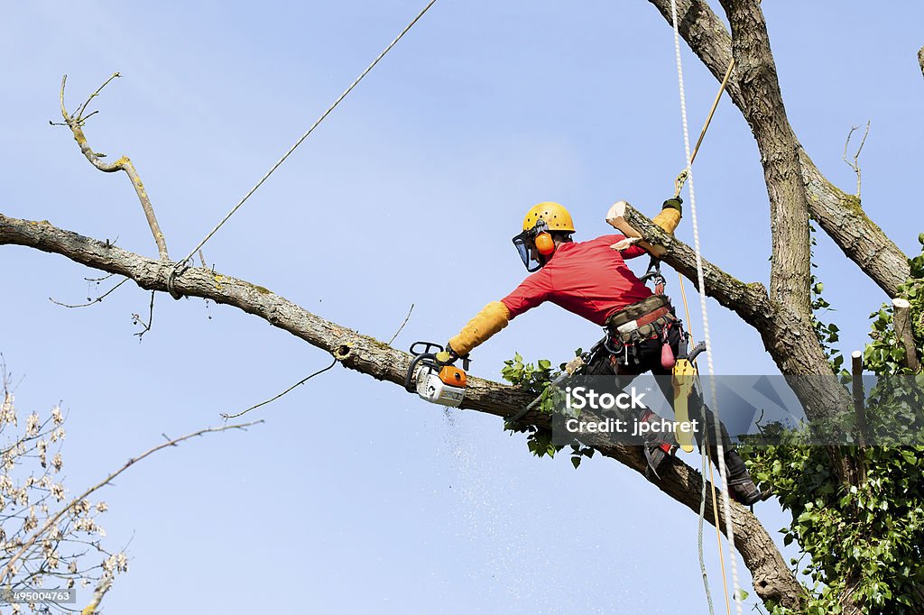 An arborist cutting a tree with a chainsaw Tree Stock Photo