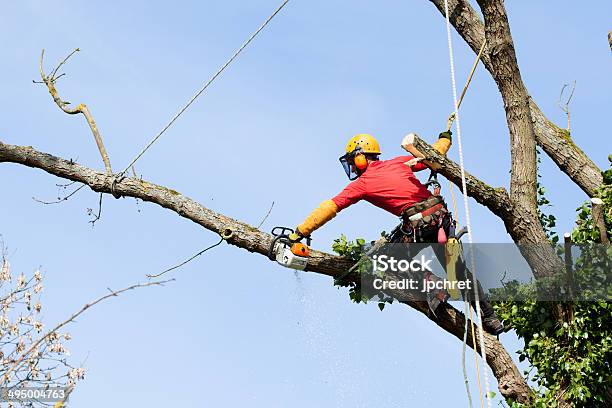 An Arborist Cutting A Tree With A Chainsaw Stock Photo - Download Image Now - Tree, Cutting, Tree Surgeon