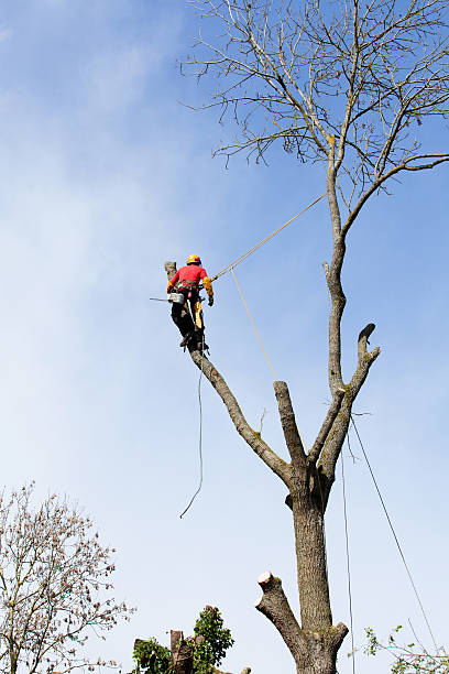 istock An arborist cutting a tree with a chainsaw 495004771