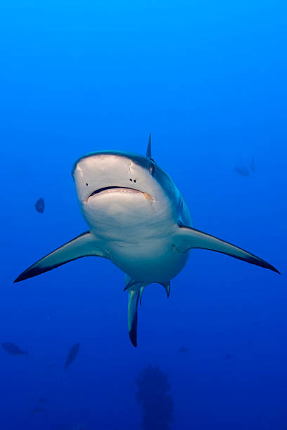 istock shark jaws ready to attack underwater close up portrait 495004799