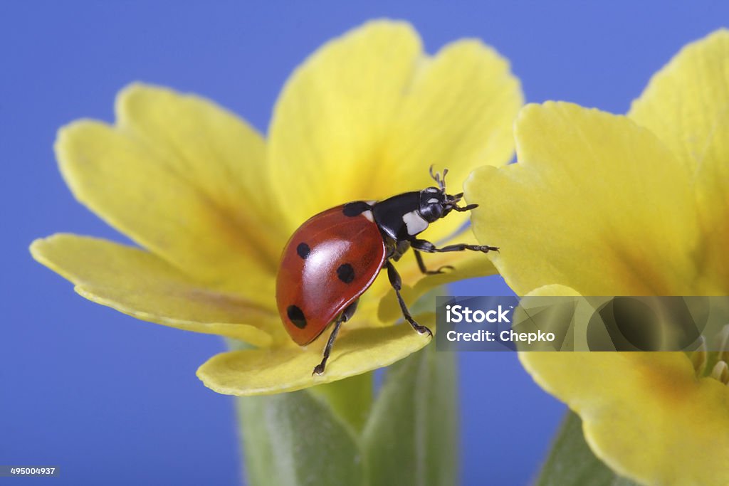 ladybird on  petal ladybird on petal Animal Stock Photo