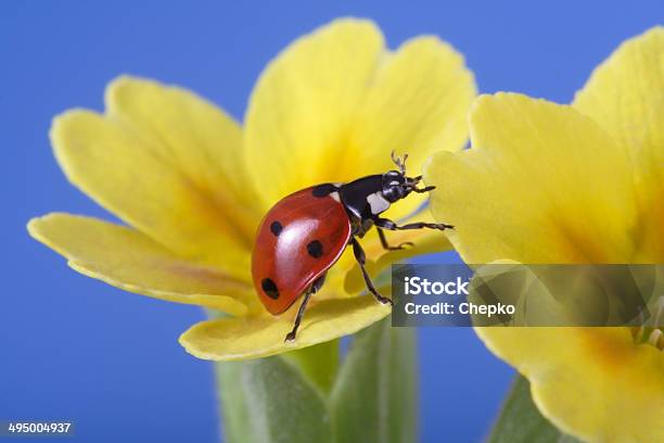 Ladybird On Petal Stock Photo - Download Image Now - Animal, Beauty, Beauty In Nature