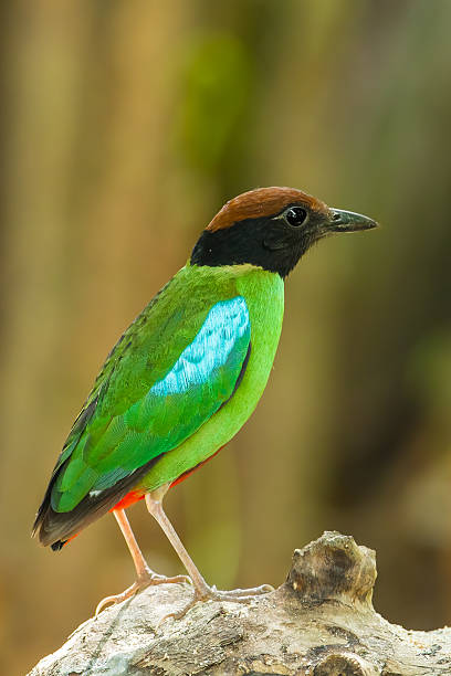 ritratto di lato destro del cappuccio pita (pita sordida) - hooded pitta foto e immagini stock