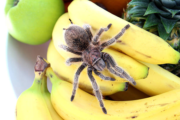 Photo showing a tropical tarantula spider crawling over ripe yellow bananas in a fruit bowl, next to an apple and pineapple.  This is an adult female Chilean Rose tarantula (Chile Rose / Rose Hair / Grammostola rosea), which is known for its relatively docile and placid nature.  Her name is Trevor the Tarantula!