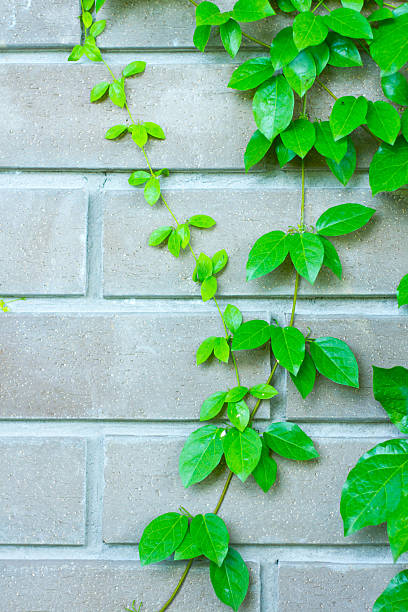 istock The Green Creeper Plant 495005903