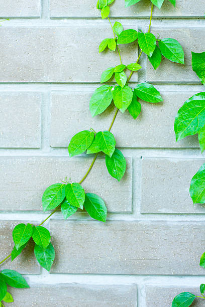 istock The Green Creeper Plant 495005905