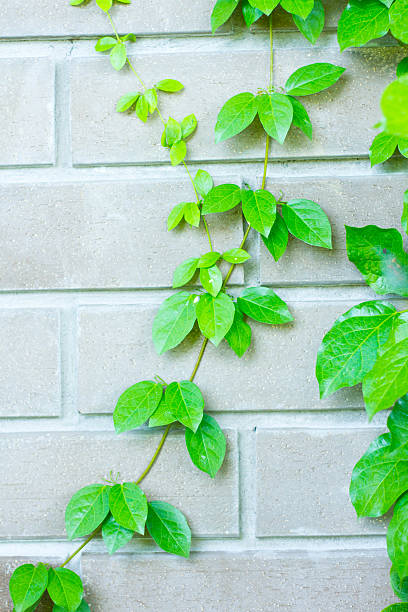 istock The Green Creeper Plant 495005907