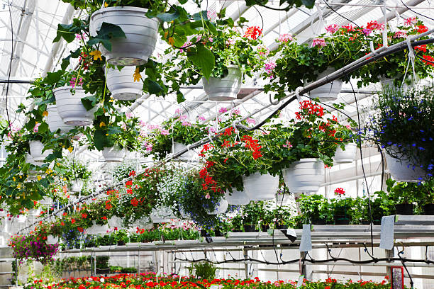 istock Hanging summer plants in greenhouse. 495006165