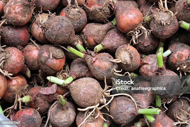 Borla Hyacinthslampascione Foto de stock y más banco de imágenes de Alimento - Alimento, Antipasto, Aperitivo - Plato de comida