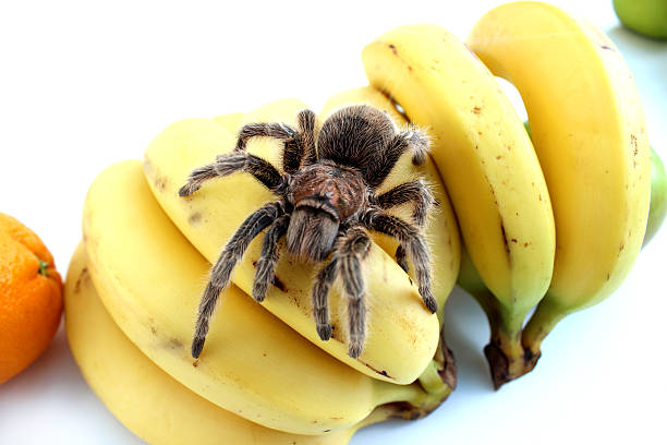 imagem de tropical tarântula aranha agachamento com bananas ou frutas - caranguejeira rosa chilena - fotografias e filmes do acervo