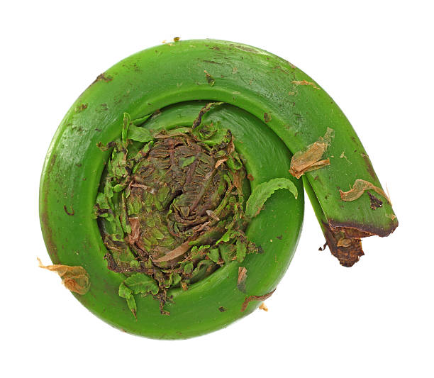 fiddlehead única - fern spiral frond green imagens e fotografias de stock