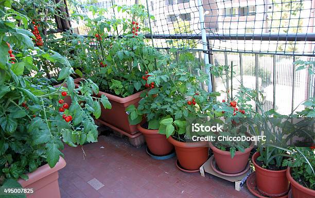 Growing Tomatoes On The Terrace Of The Apartment Building Stock Photo - Download Image Now