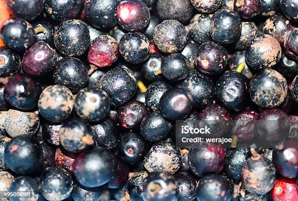 Antidesma Velutinosum Blume - Fotografias de stock e mais imagens de Citrino - Citrino, Cozinhar, Euforbiáceas