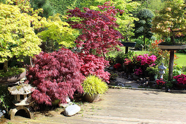 日本庭園、盆栽の木、メイプルズ（acers ）、デッキ、御影石のランタン - nature environmental conservation red japanese maple ストックフォトと画像