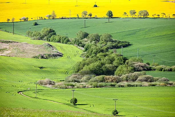 Field of rapeseeds at region Liptov, Slovakia